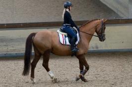 Trainingsdressur 2018_6