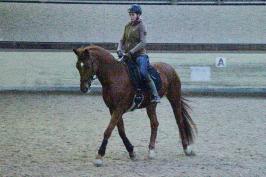 Trainingsdressur 2018